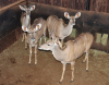 4 X KOEDOE/KUDU (Per Piece to take the lot) - 2