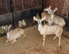 4 X KOEDOE/KUDU (Per Piece to take the lot) - 2