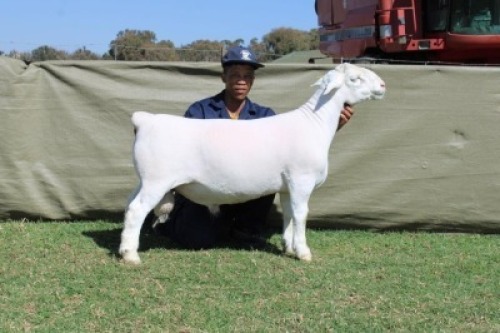 1 X WHITE DORPER T3 RAM Blydschap Dorpers