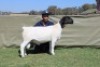 1 X DORPER T4 RAM Blydschap Dorpers - 2