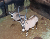 2 X GEMSBOK/ORYX (Per Piece to take the lot) - 3