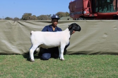 1 X DORPER T4 RAM Blydschap Dorpers