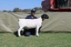 1 X DORPER T4 RAM Blydschap Dorpers