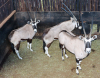 3 X GEMSBOK/ORYX (Per Piece to take the lot) - 2