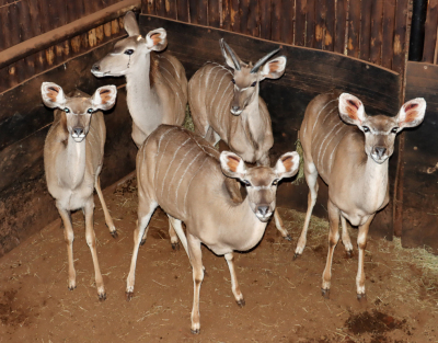 5 X KOEDOE/KUDU (Per Piece to take the lot)