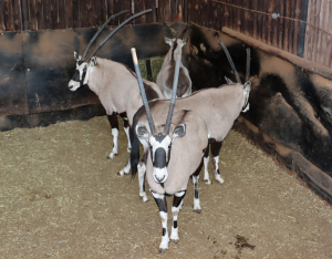 4 X GEMSBOK/ORYX (Per Piece to take the lot)