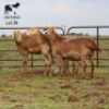 LOT 39 3X MEATMASTER OOI/EWE DIDYMUS MEATMASTERS - 2