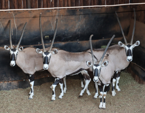 4 X GEMSBOKBUL /ORYX BULL (Per Piece to take the lot)