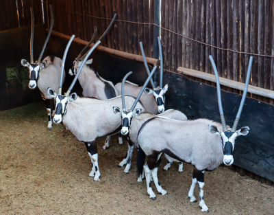 6 X GEMSBOK/ORYX (Per Piece to take the lot)