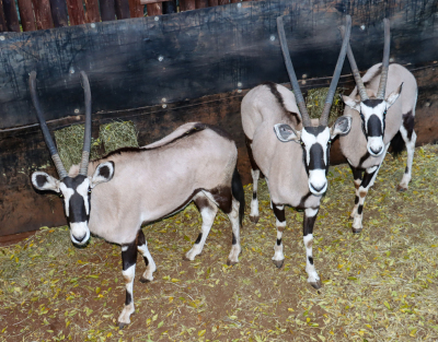 3 X GEMSBOK/ORYX (Per Piece to take the lot)