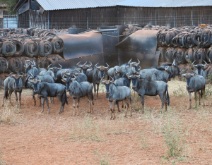 19 X BLOUWILDEBEES/BLUE WILDEBEEST (Per Piece to take the lot)