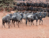 6 X BLOUWILDEBEES/BLUE WILDEBEEST (Per Piece to take the lot)