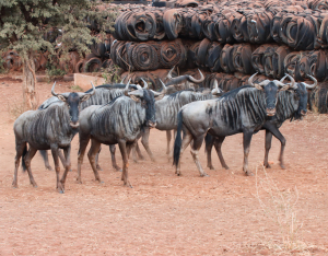 6 X BLOUWILDEBEES/BLUE WILDEBEEST (Per Piece to take the lot)