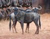 6 X BLOUWILDEBEES/BLUE WILDEBEEST (Per Piece to take the lot) - 3