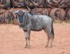 6 X BLOUWILDEBEES/BLUE WILDEBEEST (Per Piece to take the lot) - 4