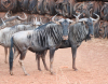 6 X BLOUWILDEBEES/BLUE WILDEBEEST (Per Piece to take the lot) - 5