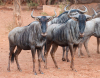 6 X BLOUWILDEBEES/BLUE WILDEBEEST (Per Piece to take the lot) - 6