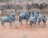 21 X BLOUWILDEBEES/BLUE WILDEBEEST (Per Piece to take the lot)