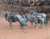 21 X BLOUWILDEBEES/BLUE WILDEBEEST (Per Piece to take the lot) - 3