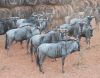 21 X BLOUWILDEBEES/BLUE WILDEBEEST (Per Piece to take the lot) - 4