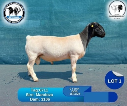 1 X BLACK HEAD DORPER RAM Phillip Van Niekerk & Son