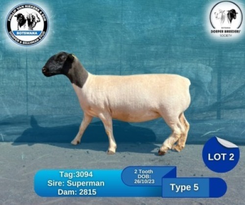 1 X BLACK HEAD DORPER EWE Phillip Van Niekerk & Son