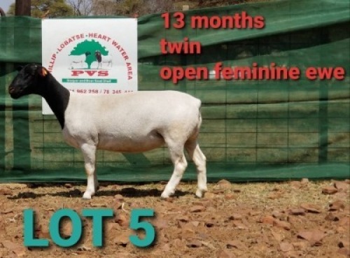 1 X BLACK HEAD DORPER EWE PVS Dorper & Boer Goat