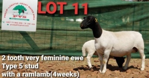 1+1 X BLACK HEAD DORPER EWE & LAMB PVS Dorper & Boer Goat