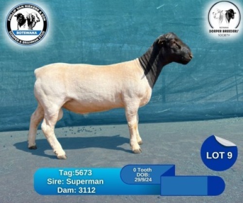 1 X BLACK HEAD DORPER RAM Phillip Van Niekerk & Son