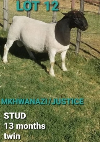 1 X BLACK HEAD DORPER RAM PVS Dorper & Boer Goat