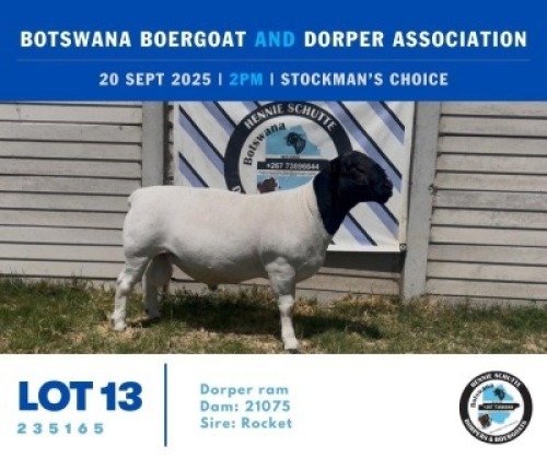 1 X BLACK HEAD DORPER RAM Hennie Schutte
