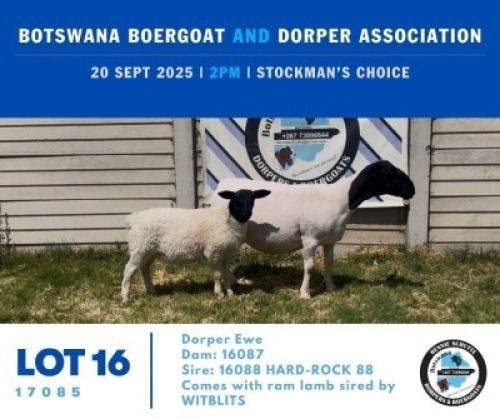 1+1 X BLACK HEAD DORPER EWE & LAMB Hennie Schutte