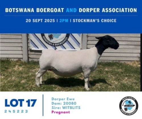 1 X BLACK HEAD DORPER EWE Hennie Schutte