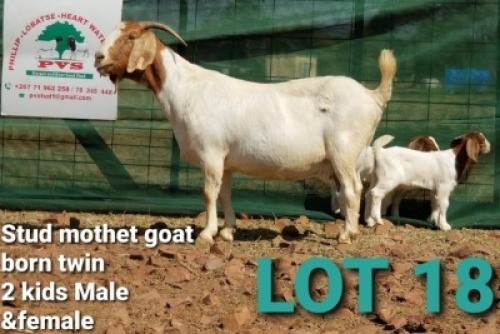 1+2 X BOER GOAT DOE & KID PVS Dorper & Boer Goat