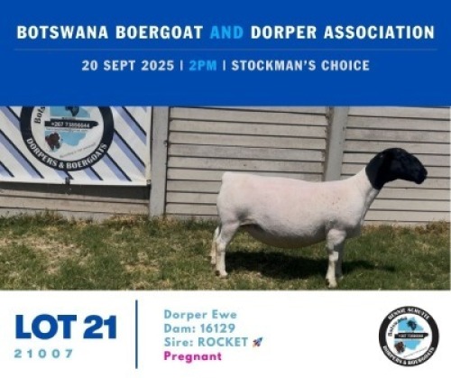 1 X BLACK HEAD DORPER EWE Hennie Schutte