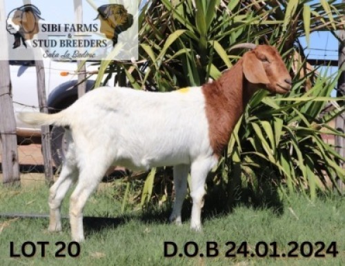 1 X BOER GOAT DOE Pitswe