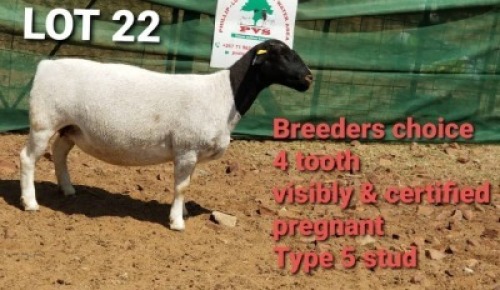 1 X BLACK HEAD DORPER EWE PVS Dorper & Boer Goat