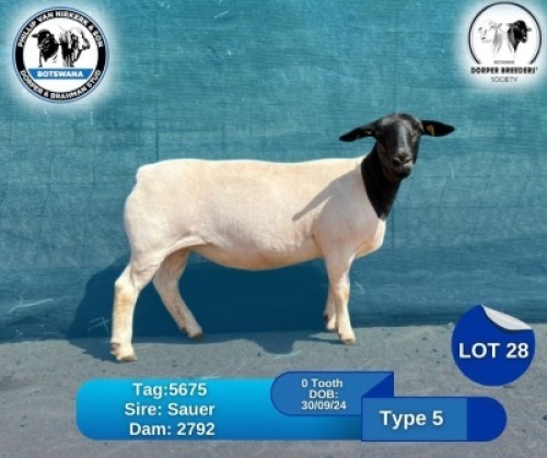 1 X BLACK HEAD DORPER EWE Phillip Van Niekerk & Son