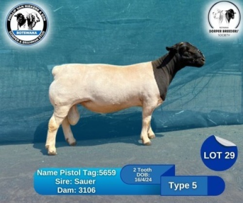 1 X BLACK HEAD DORPER RAM Phillip Van Niekerk & Son