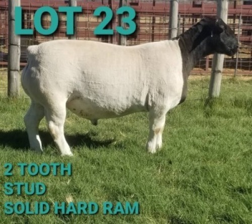 1 X BLACK HEAD DORPER RAM PVS Dorper & Boer Goat
