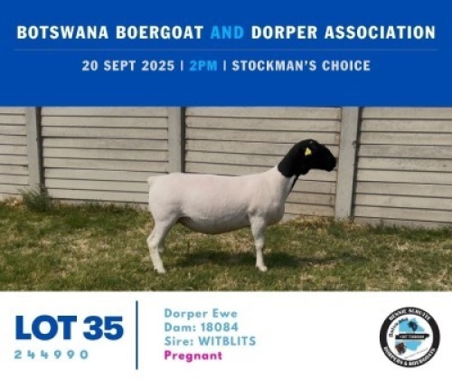 1 X BLACK HEAD DORPER EWE Hennie Schutte
