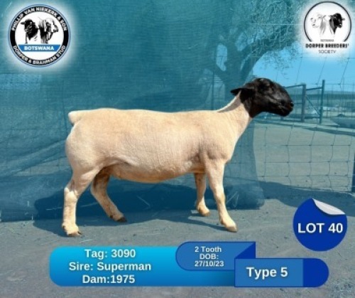 1 X BLACK HEAD DORPER EWE Phillip Van Niekerk & Son