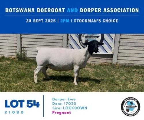 1 X BLACK HEAD DORPER EWE Hennie Schutte