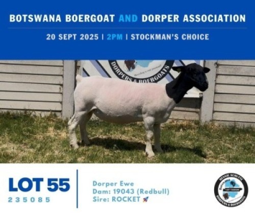 1 X BLACK HEAD DORPER EWE Hennie Schutte