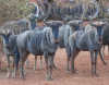 23 X BLOUWILDEBEES/BLUE WILDEBEEST (Per Piece to take the lot) - 3