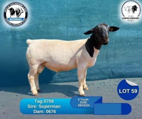 1 X BLACK HEAD DORPER RAM Phillip Van Niekerk & Son