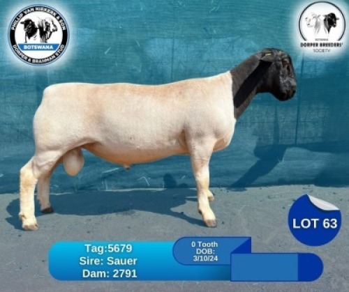 1 X BLACK HEAD DORPER RAM Phillip Van Niekerk & Son