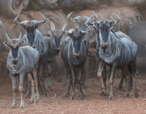 22 X BLOUWILDEBEES/BLUE WILDEBEEST (Per Piece to take the lot)