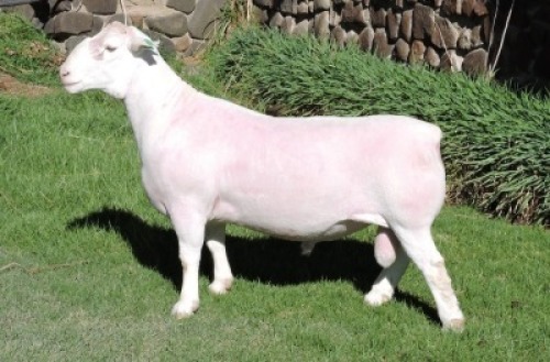 1 X WHITE DORPER T3 RAM Nel Wit Dorpers