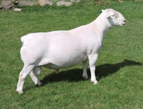 1 X WHITE DORPER T4 RAM Nel Wit Dorpers
